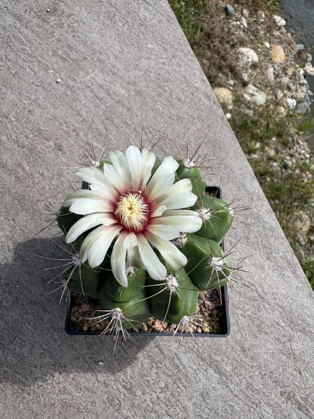 Gymnocalycium nigriareolatum